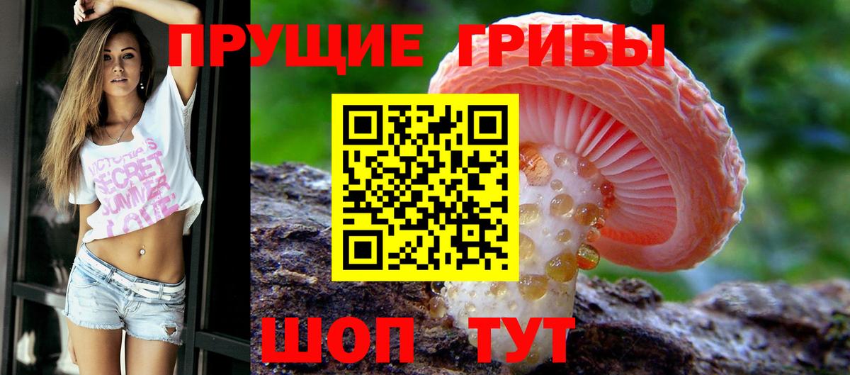 Псилоцибиновые грибы прущие грибы Минеральные Воды